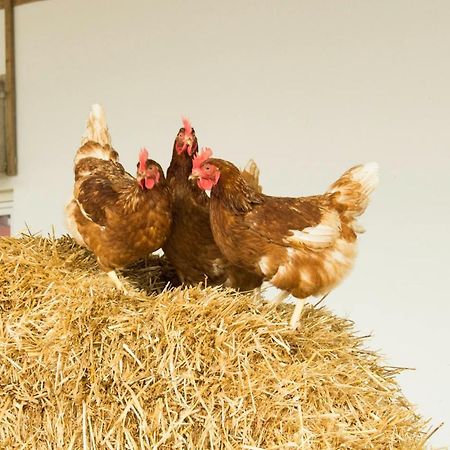 Ferienwohnung Murg Niederhof Екстериор снимка
